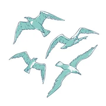 Vector set flying seagulls. Bird gull angler monochrome outline sketch Stock Illustration