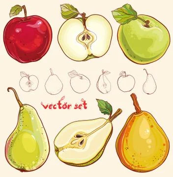 Vector set with fresh apples and pears Stock Illustration