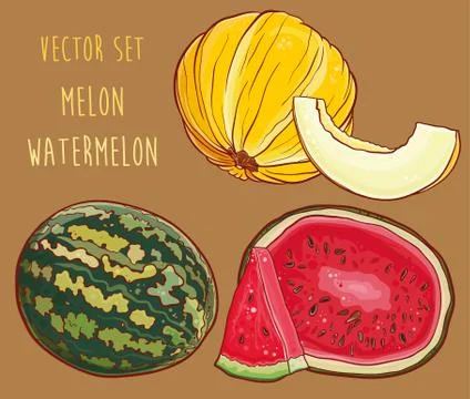 Vector set with fresh melon and watermelon Stock Illustration