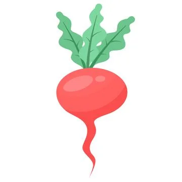 Vector set of fresh red radishes with leaves, highlighting ripe root vegetables. Stock Illustration