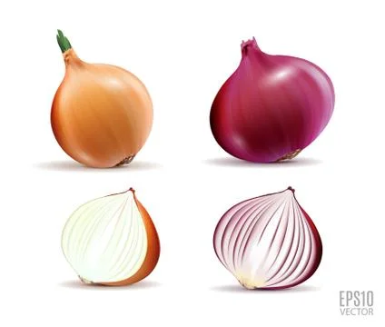 Vector Set of Fresh Whole and Sliced Yellow and Red Onion Bulbs Close up Stock Illustration