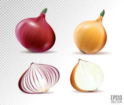 Vector set of fresh whole and half yellow and red onion bulbs on transparent Stock Illustration
