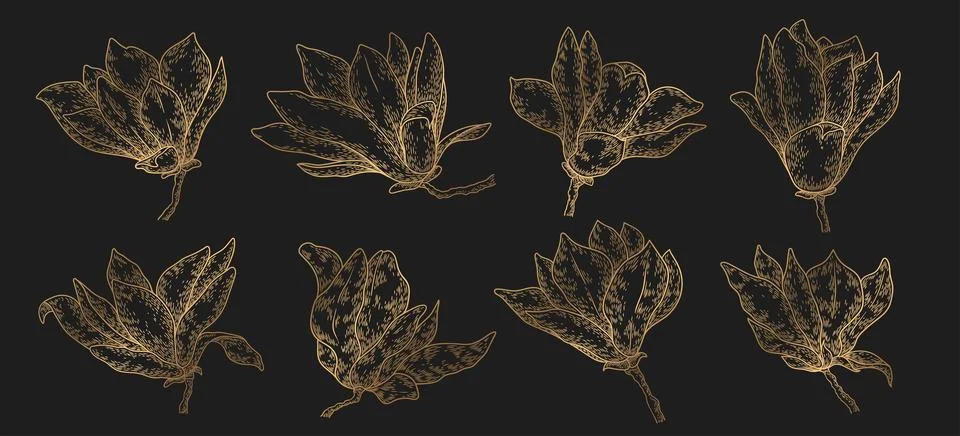 Vector set of gold hand drawn isolated magnolia. Trendy botanical elements... イラスト素材