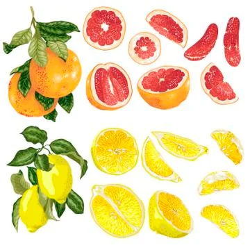 Vector set with grapefruit and lemon citrus fruits and slices Stock Illustration
