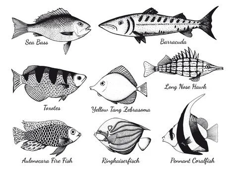 Vector set with graphic drawings of fish. Stock Illustration