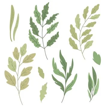 Vector set green branches. Herbarium, tree branch Stock Illustration