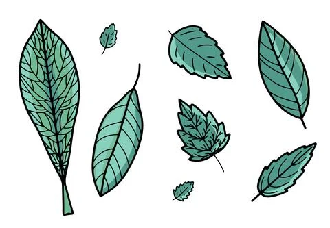 Vector set with green leaves from different angles, sizes. Bright elements for Illustrazione stock