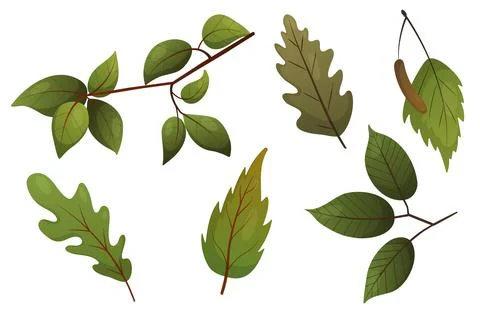 Vector set with green leaves	 Illustrazione stock