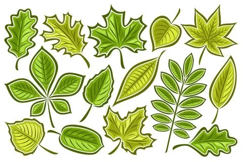 Vector set of Green Leaves Stock-Illustration
