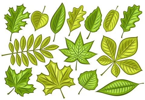Vector set of Green Leaves Stock Illustration