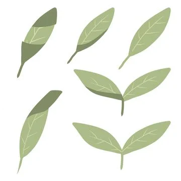 Vector set of green tea leaves. Various tea leaves. Stock Illustration