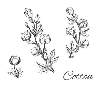 Vector set of hand draw ink cotton plant. Botanical illustrations. Stock Illustration