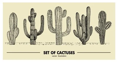 Vector set of hand drawn cactus. Sketch illustration. Different cactuses in Stock Illustration