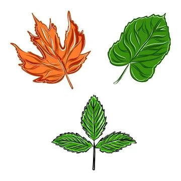Vector set of hand drawn color illustration of autumn leaf イラスト素材