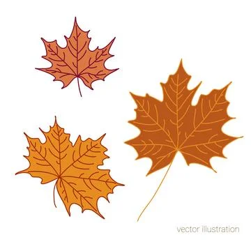 Vector set of hand drawn fall leaves of maple Stock Illustration