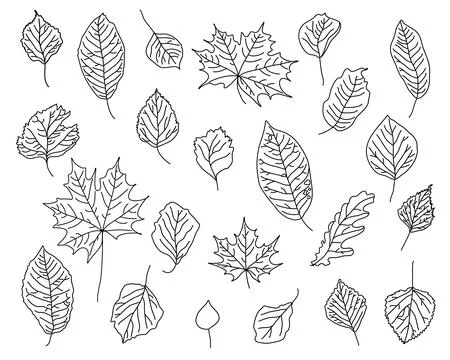 Vector set of hand drawn fall leaves, black outline of maple, birch, oak, aspen 스톡 일러스트