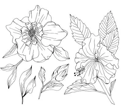 Vector set of hand drawn flowers and leaves Stock Illustration