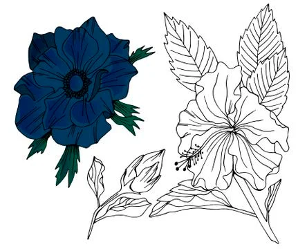 Vector set of hand drawn flowers and leaves Stock Illustration
