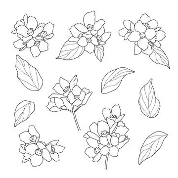 Vector set of hand drawn of flowers isolated on white background. Outline Stock-Illustration