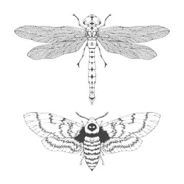 Vector set of hand drawn flying insects. Different insects in realistic style Stock Illustration