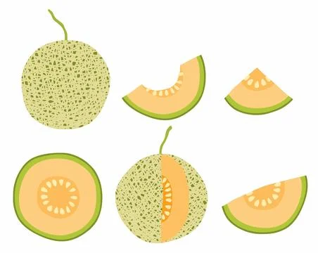 Vector set of hand drawn fresh melon Stock Illustration