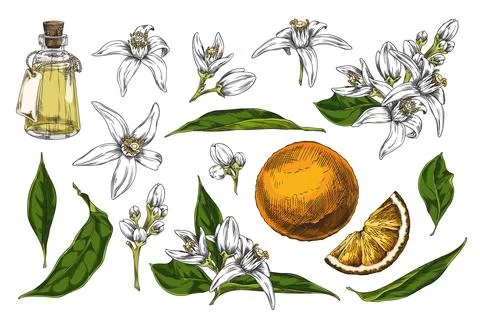 Vector set of hand drawn illustrations depicting neroli flowers, plants, leaves Stock Illustration