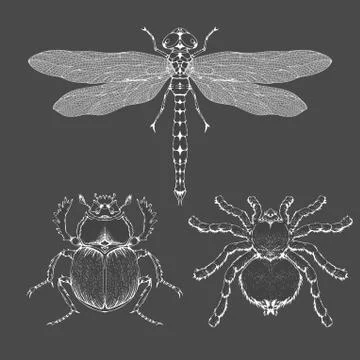 Vector set of hand drawn insects. Stock Illustration