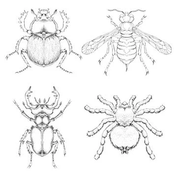 Vector set of hand drawn insects. Different insects in realistic style: stag  Stock Illustration