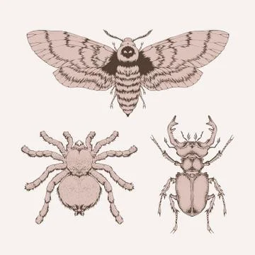 Vector set of hand drawn insects. Different insects in realistic style: spide Stock Illustration