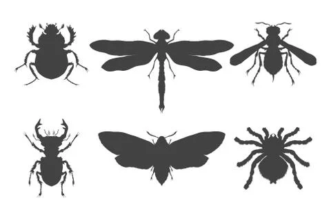 Vector set of hand drawn insects. Different insects in realistic style. Stock Illustration