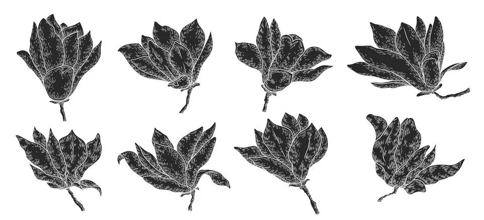Vector set of hand drawn isolated magnolia flowers black silhouettes. Trend.. Illustrazione stock