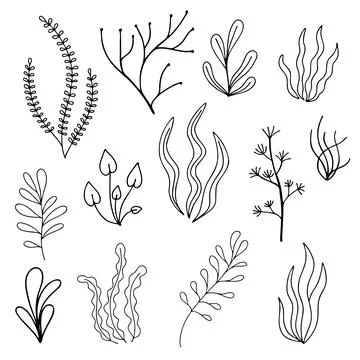 Vector set of hand drawn seaweeds. Linear illustration isolated on white ba.. Stock Illustration