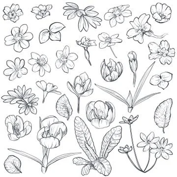 Vector set of hand drawn spring flowers and leaves Stock Illustration