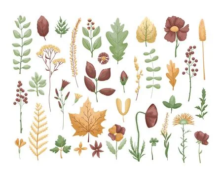 The vector set with herbarium leaves and flowers. Hobby. Botanic set. Illustrazione stock