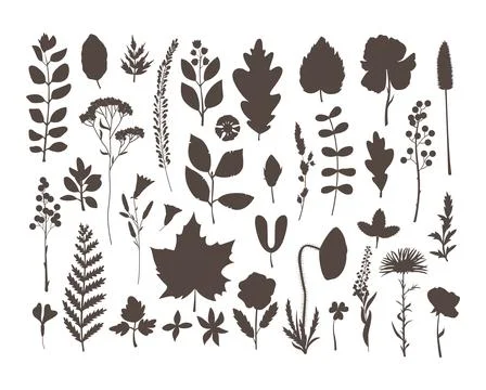 The vector set with herbarium leaves and flowers. Hobby. Botanic set in the s Illustrazione stock