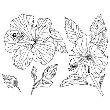 Vector set of hibiscus flower element Stock Illustration