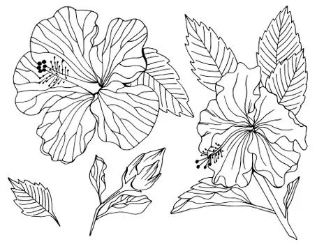 Vector set of hibiscus flower element Stock Illustration