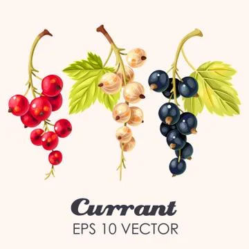 Vector set of high detailed currant berries Stock Illustration
