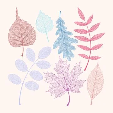 Vector set of high detailed skeleton leaves Stock Illustration