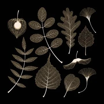 Vector set of high detailed skeleton leaves Stock Illustration