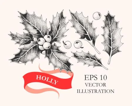 Vector set of holly leaves and berries Stock Illustration