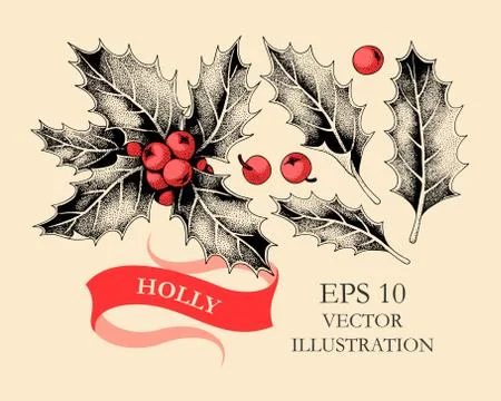 Vector set of holly leaves and berries Stock Illustration