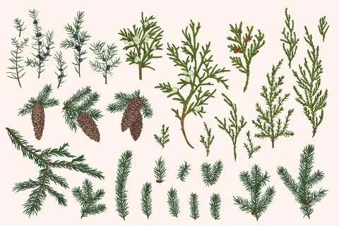 Vector set of ?hristmas evergreens. Illustrazione stock