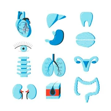 Vector set of human body organs. Anatomy design elements and icons isolated on Illustrazione stock