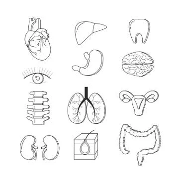 Vector set of human body organs. Anatomy design elements and icons isolated on Illustrazione stock