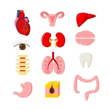 Vector set of human body organs. Anatomy design elements and icons isolated on イラスト素材