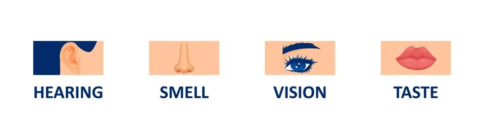 Vector set of human senses, vision, hearing, smell and taste Stock Illustration