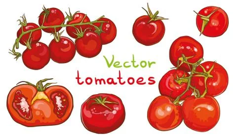 Vector set. Illustration of cherry tomatoes and tomatoes. 库存插图