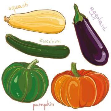 Vector set with illustration of eggplant, pumpkin, squash and zucchini Stock Illustration