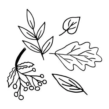Vector set of illustrations of different leaves of trees in doodle style Stock Illustration